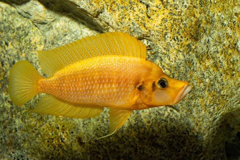 Altolamprologus compressiceps 'Kilima'